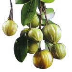 Garcinia Cambogia Extract 