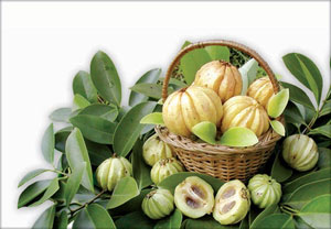 garcinia-cambogia-extract