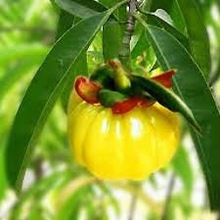 Garcinia Cambogia Fruit