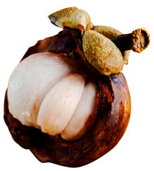 garcinia cambogia xt